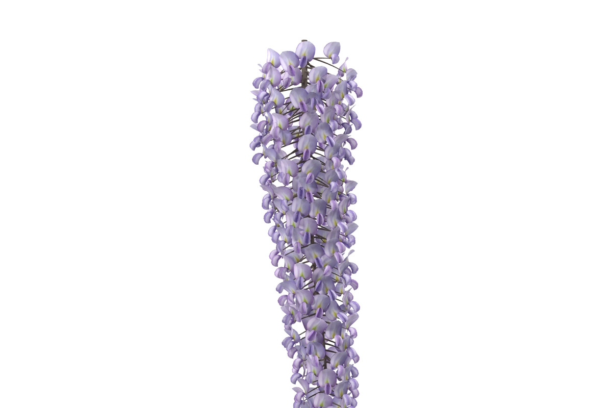 Wisteria, an Environmental 3D Model by AndrewWhite (Photo 5 of 10)