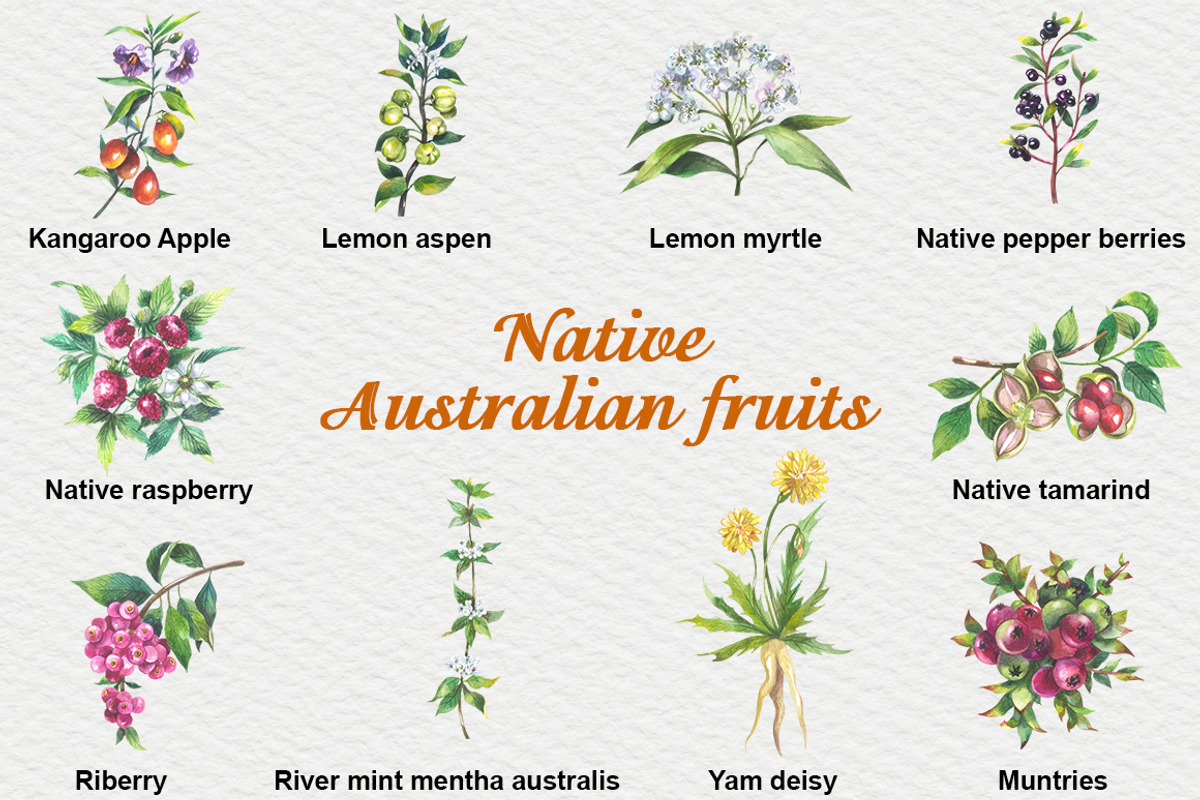 Australian Native fruits cliparts, an Illustration by FITALARTSNEDIGI (Photo 3 of 7)