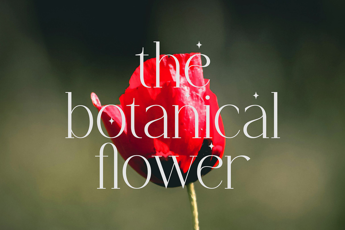 Chaltera | Modern Ligature Serif, a Serif Font by Typoraith Co (Photo 8 of 11)