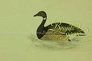 Auberge Script, a Script Font by Sudtipos (Thumbnail 9 of 11)