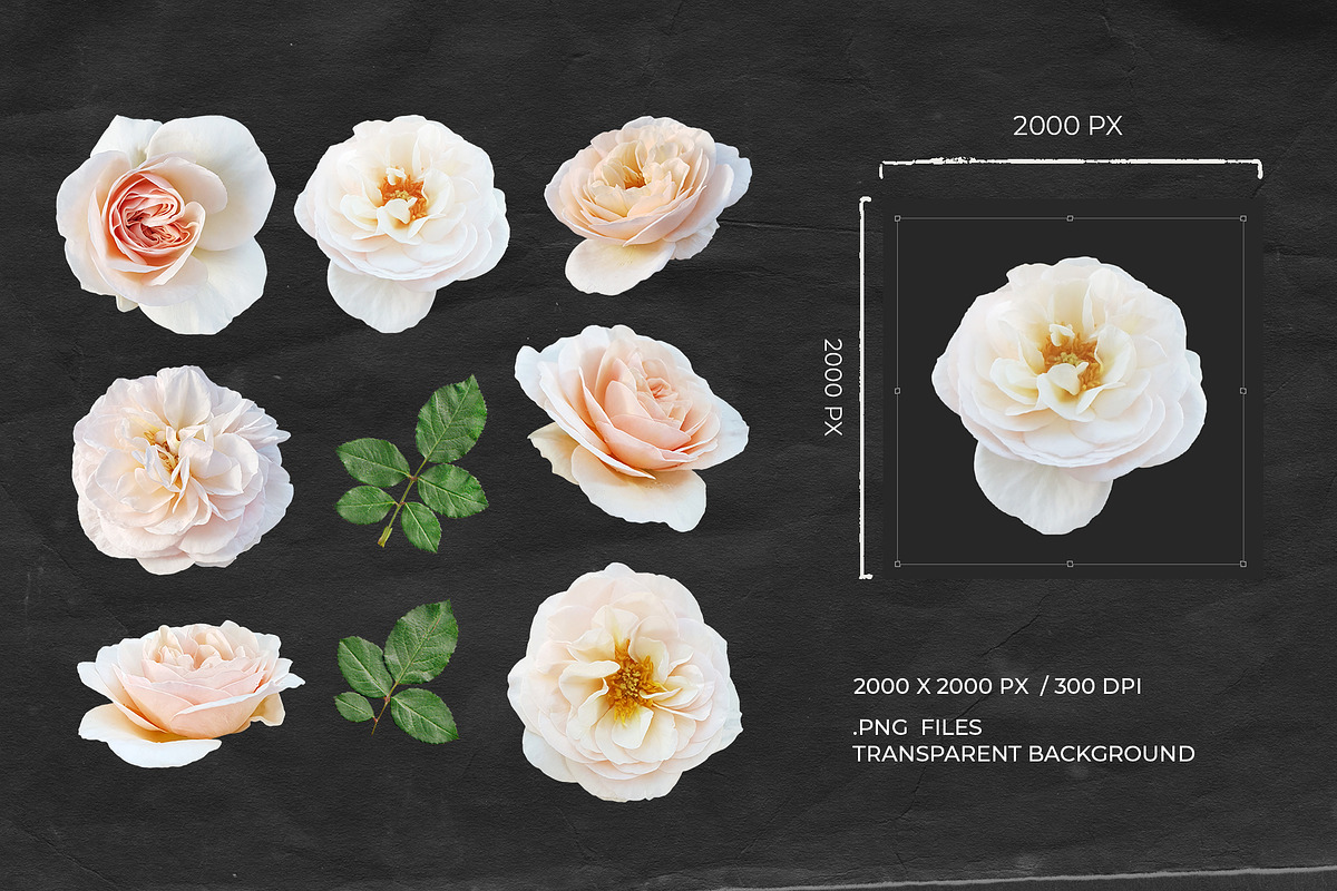 Die-Cut White Roses Photo Pack, a Photo by aniunova (Photo 2 of 2)