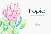 Tropic protea, watercolor clip art, a Seasonal Illustration by katmonne (Thumbnail 6 of 9)