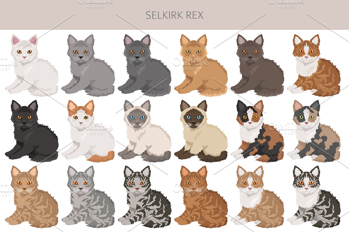 Selkirk Rex Cat, an Animal Illustration by pet design shop (Photo 4 of 6)