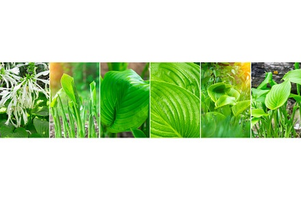 Collage of spring host plants in the, a Nature Photo by darksoul72