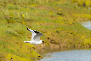 Black-headed gull in flight in the, an Animal Photo by Backyard Stock