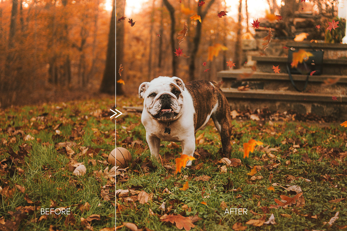 70 Natural Falling Leaf Overlays, a Layer Style Add-On by CityTurtles (Photo 7 of 9)