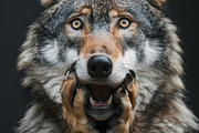 236 surprised animals, an Animal Photo by Handmadefont (Thumbnail 166 of 241)