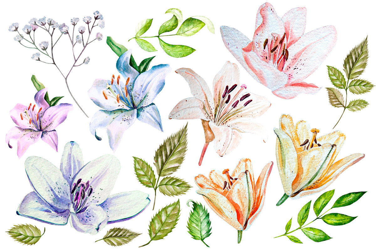 Hand Drawn watercolor flowers lily, an Object Graphic by Knopazyzy (Photo 3 of 6)