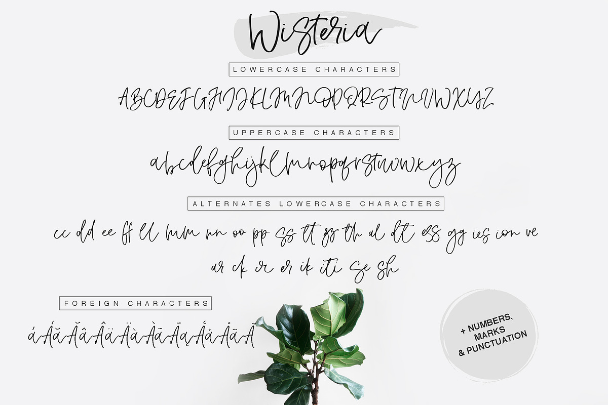 Wisteria Script preview 2