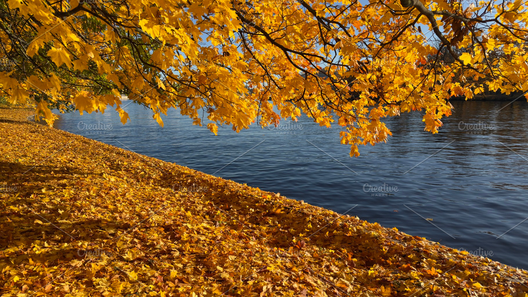 A serene riverside scene in autumn, featuring vibrant yellow leaves on trees an, a Nature Photo by Textures & Backgrounds