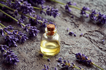 A bottle of aromatherapy essential oil with fresh lavender flowe, a Health & Medical Photo by Madeleine Steinbach