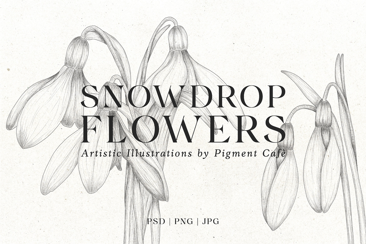 Snowdrop Flowers & Card Templates, an Illustration by Pigment Café (Photo 1 of 8)
