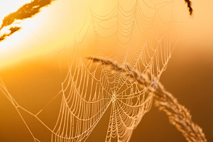 Dewy spider web on grass stalk backlit by golden sunrise light. Macro photograp, a Nature Photo by Rohan Photography