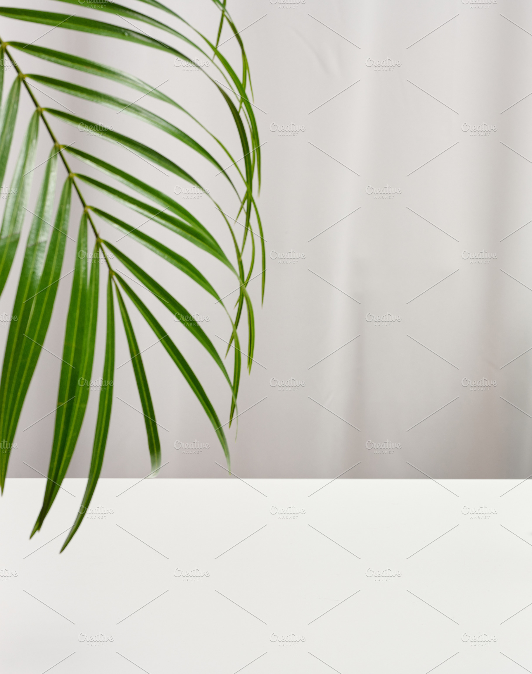 Green palm branch on white table background, trendy scene for pr, a Background Photo by ndanko