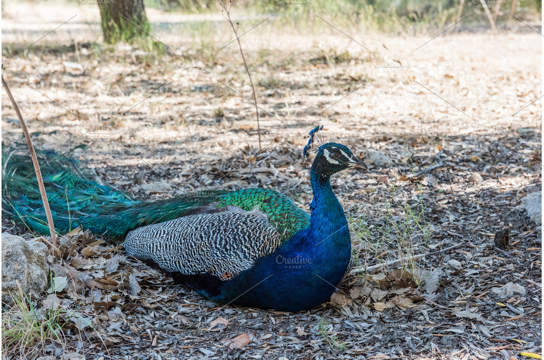 Peacocks walking in the garden at, a Nature Photo by COLORFUL