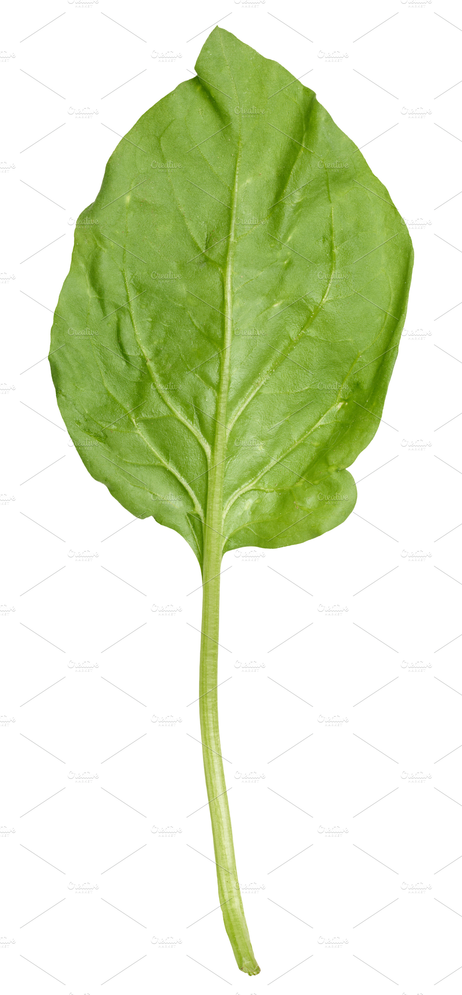 Fresh green spinach lleaf on isolated background, a Food & Drink Photo by ndanko