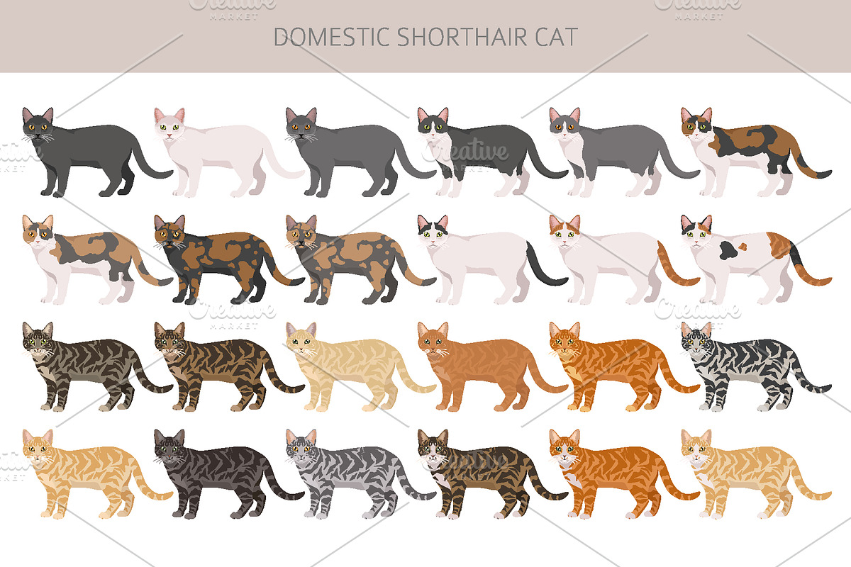 Domestic shorthair cat, an Animal Illustration by pet design shop (Photo 2 of 6)