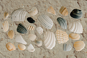 Hand-Collected Coastal Shells, an Object Graphic by MaliaFaithCreative (Thumbnail 6 of 6)
