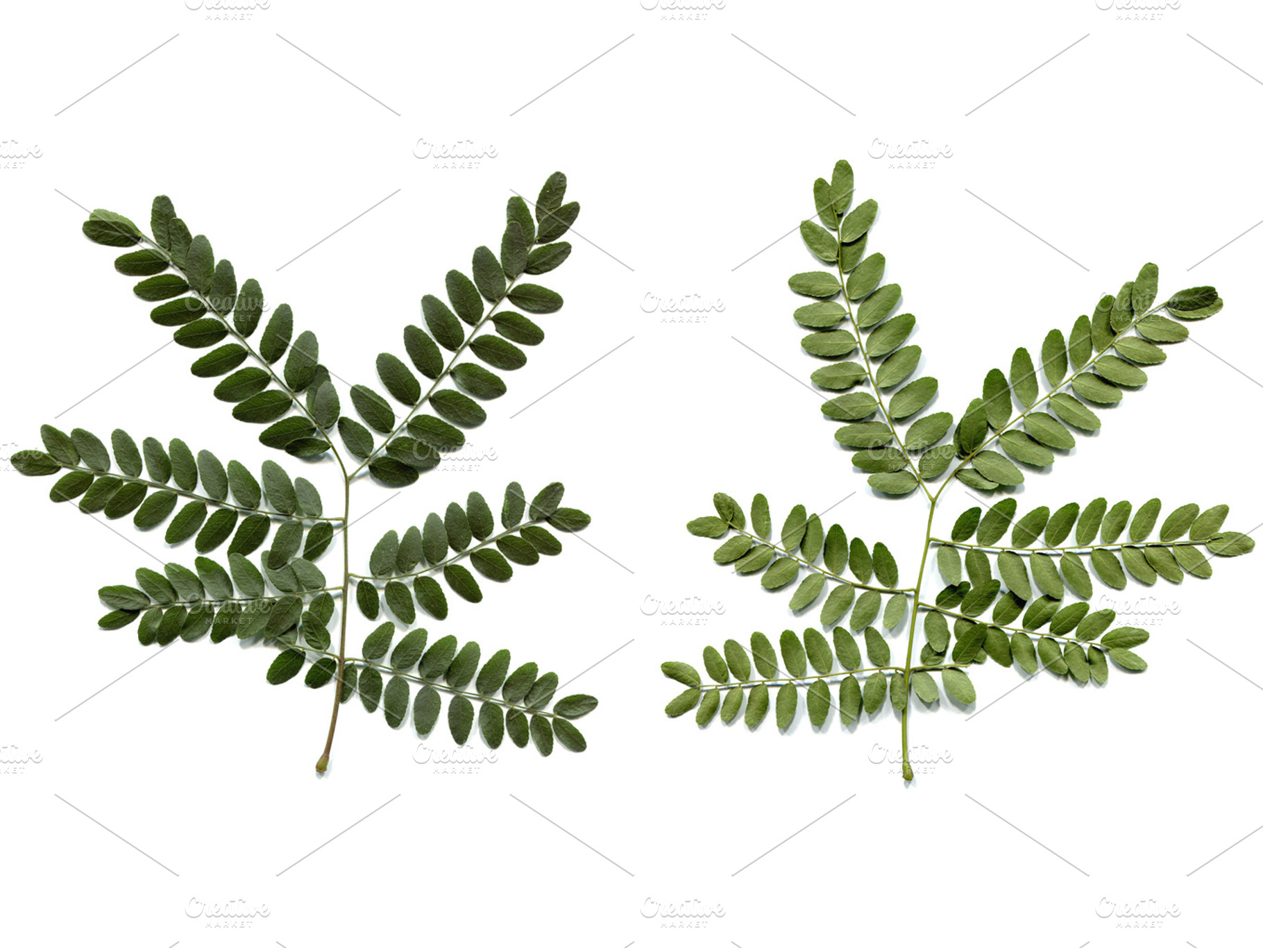 Carob Leaf