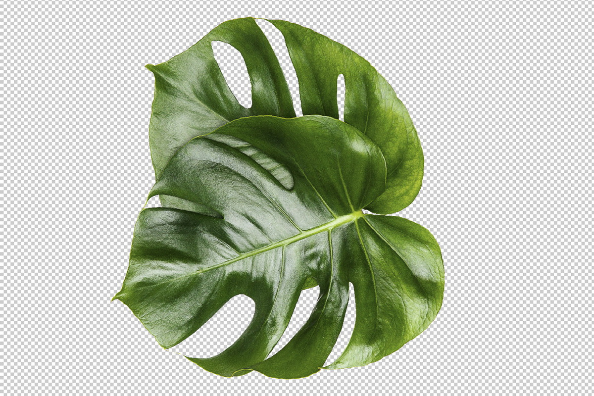 Monstera isolated leaves, a Product Mockup by JustLikeMyDesktop (Photo 1 of 2)