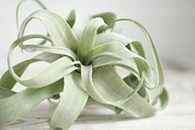 The Airplant Collection, a Nature Photo by Greenleaf Images (Thumbnail 3 of 7)