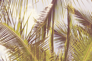 Retro Palm Tree Stock Photo