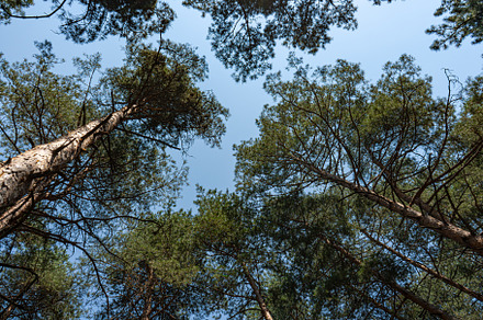 Wild forest landscape, a Nature Photo by Anna Bogush