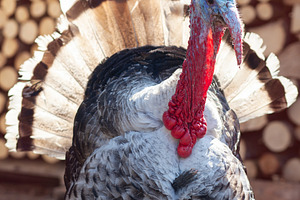Big turkey in courtyard of village h featuring turkey, bird, and cock, an Animal Photo by Rohan Photography