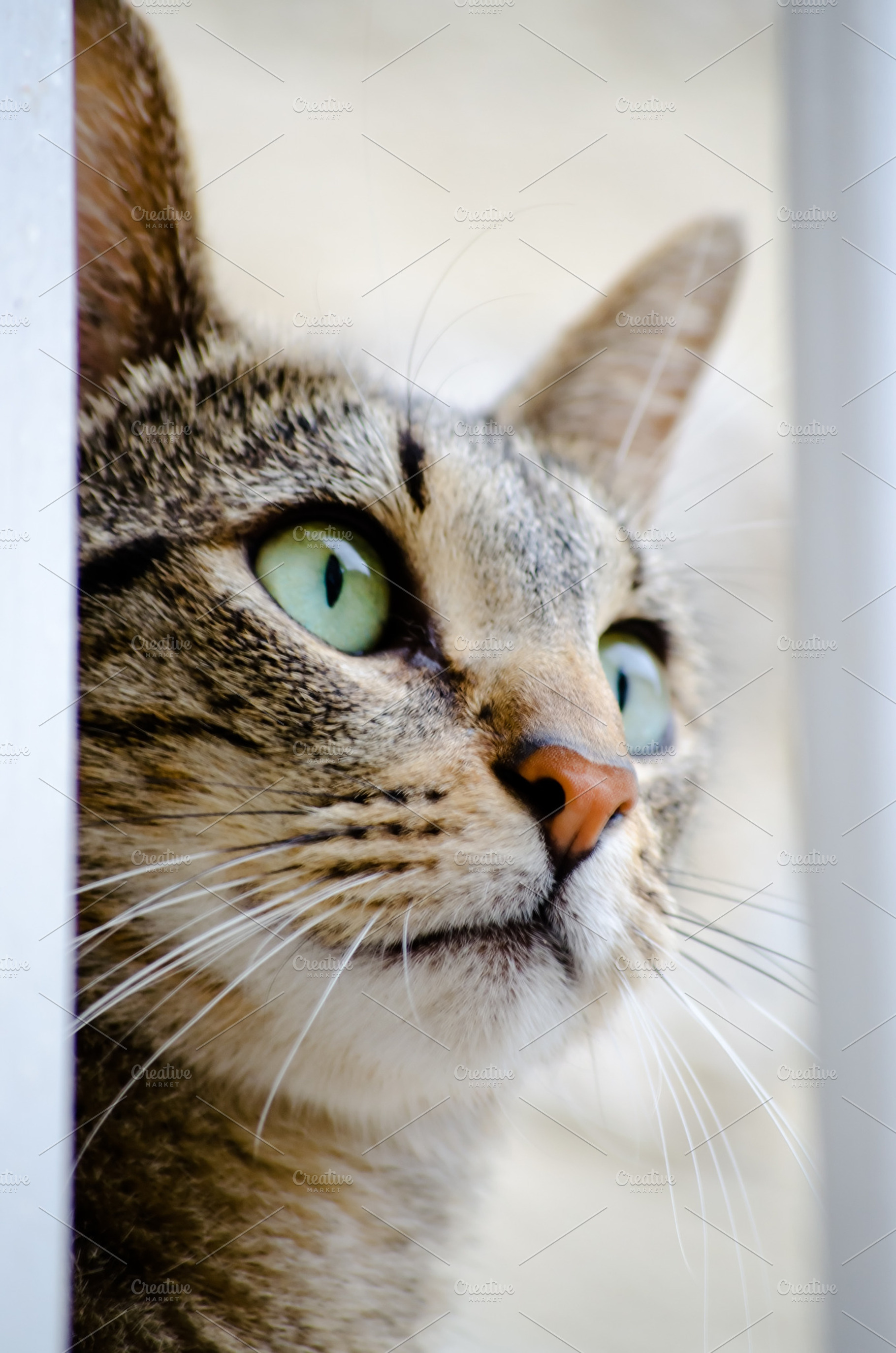 Cat portrait containing cat, head, and portrait