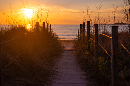 Pathway to the beach through the vegetated dunes, a Nature Photo by rubenchase
