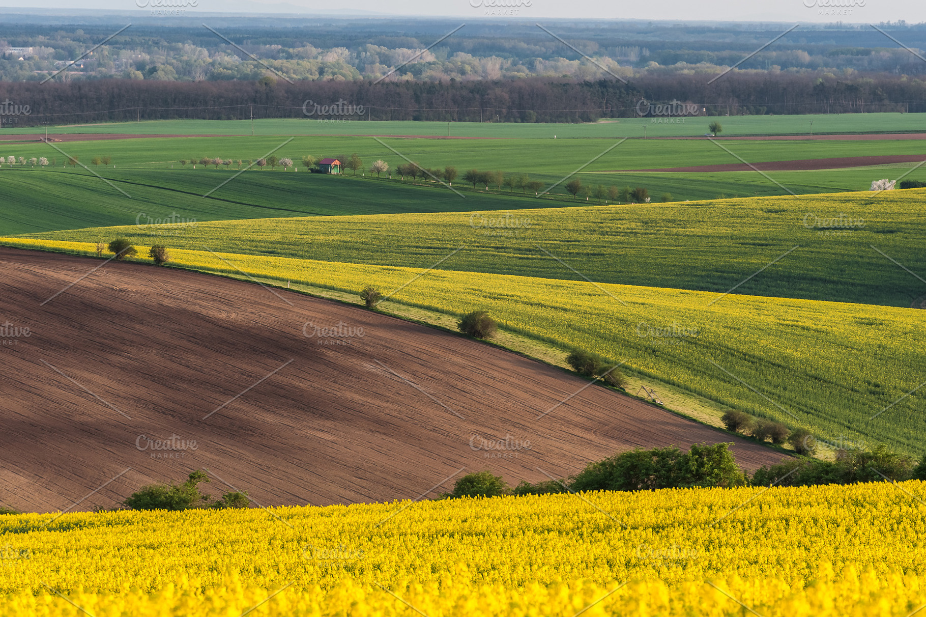 Landscape with green field featuring agricultural, agriculture, and background, a Nature Photo by firewings