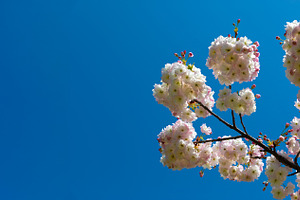 White cherry blossoms bloom on tree branches set against a vibra, a Nature Photo by Ales Munt