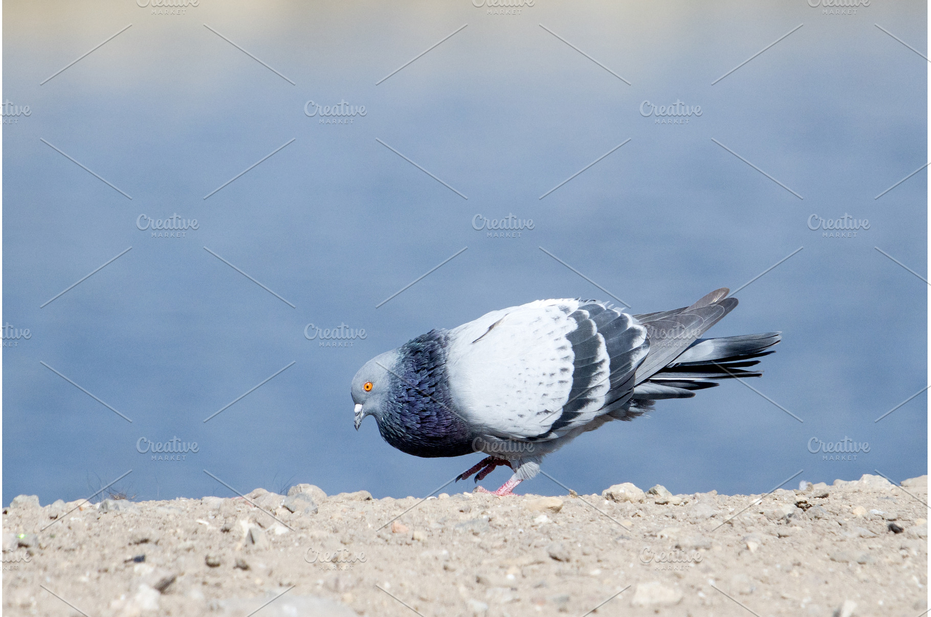 A carrier pigeon coos on a clay bank, an Animal Photo by Pakosta