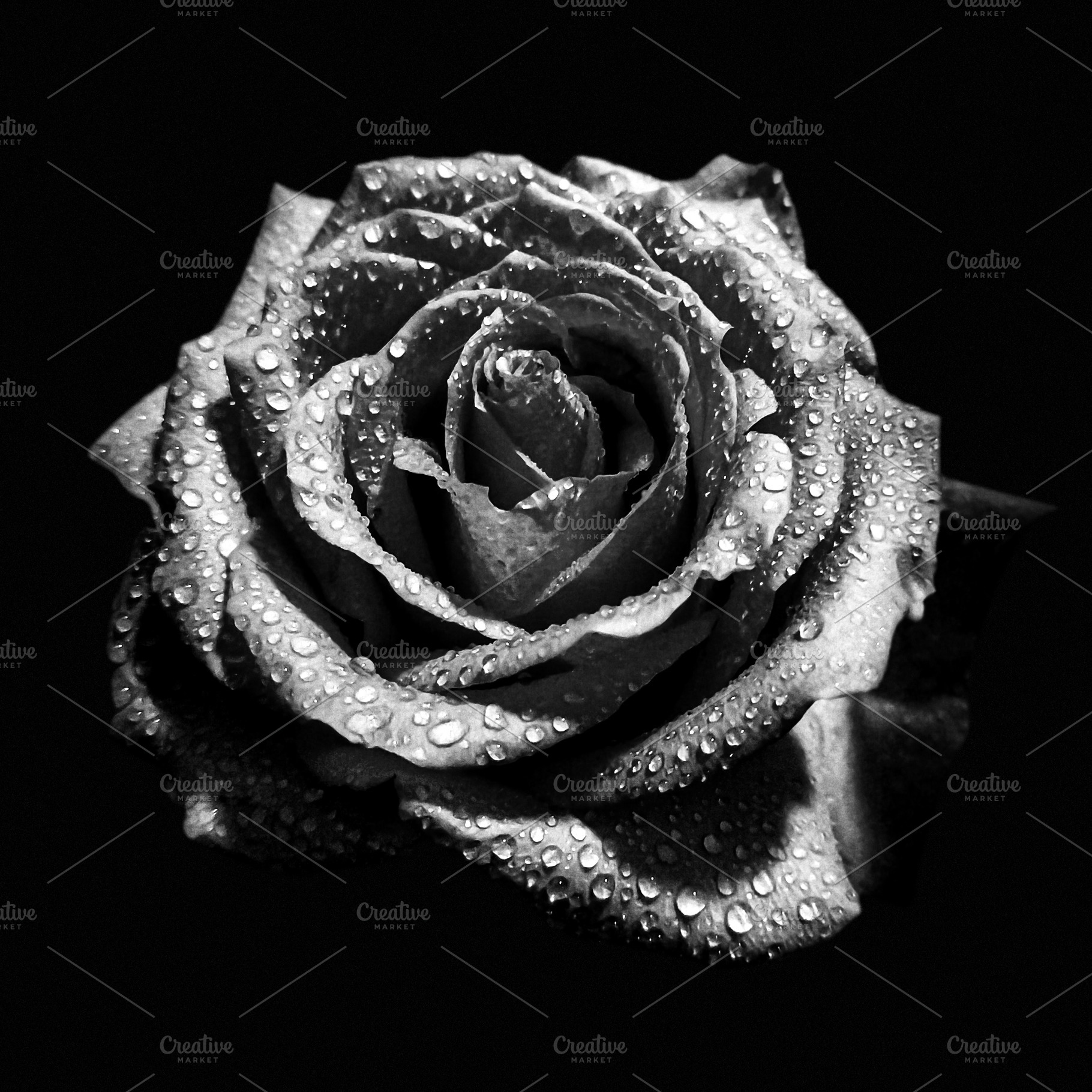 Black and white rose flower bud, a Nature Photo by BOOCYS