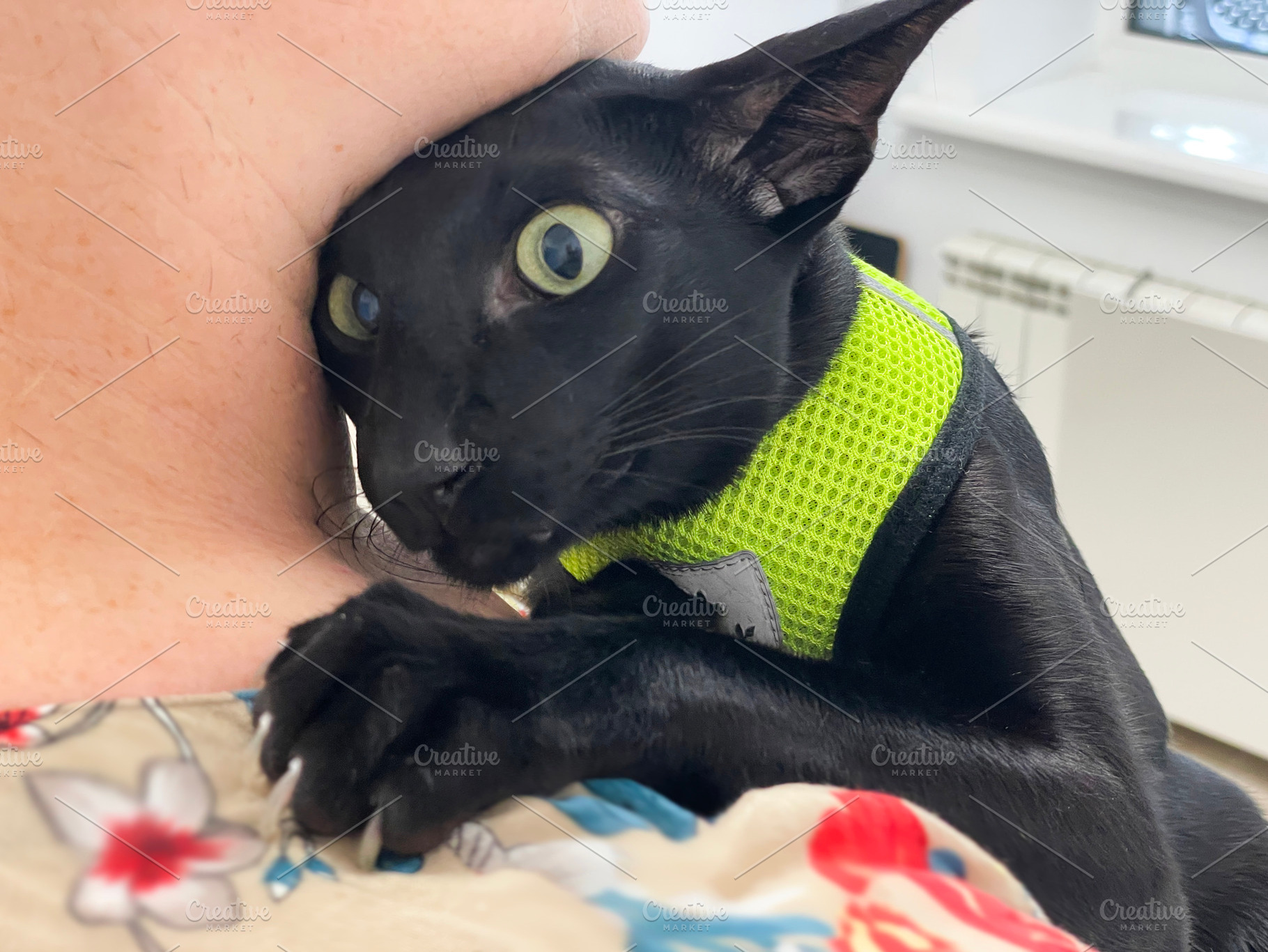 Black cat in vet veterinarian clinic, an Animal Photo by Vapi
