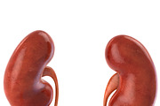 Human internal organs, a Characters & Person 3D Model by konstantin.ermolaev (Thumbnail 28 of 46)