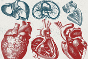 96 Anatomy Vector Illustrations, an Illustration by TheBlackPixelCo (Thumbnail 3 of 5)
