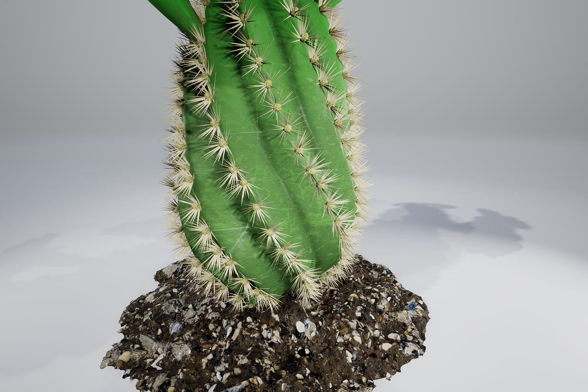 Spiral Cactus, an Environmental 3D Model by AndrewWhite (Photo 13 of 13)
