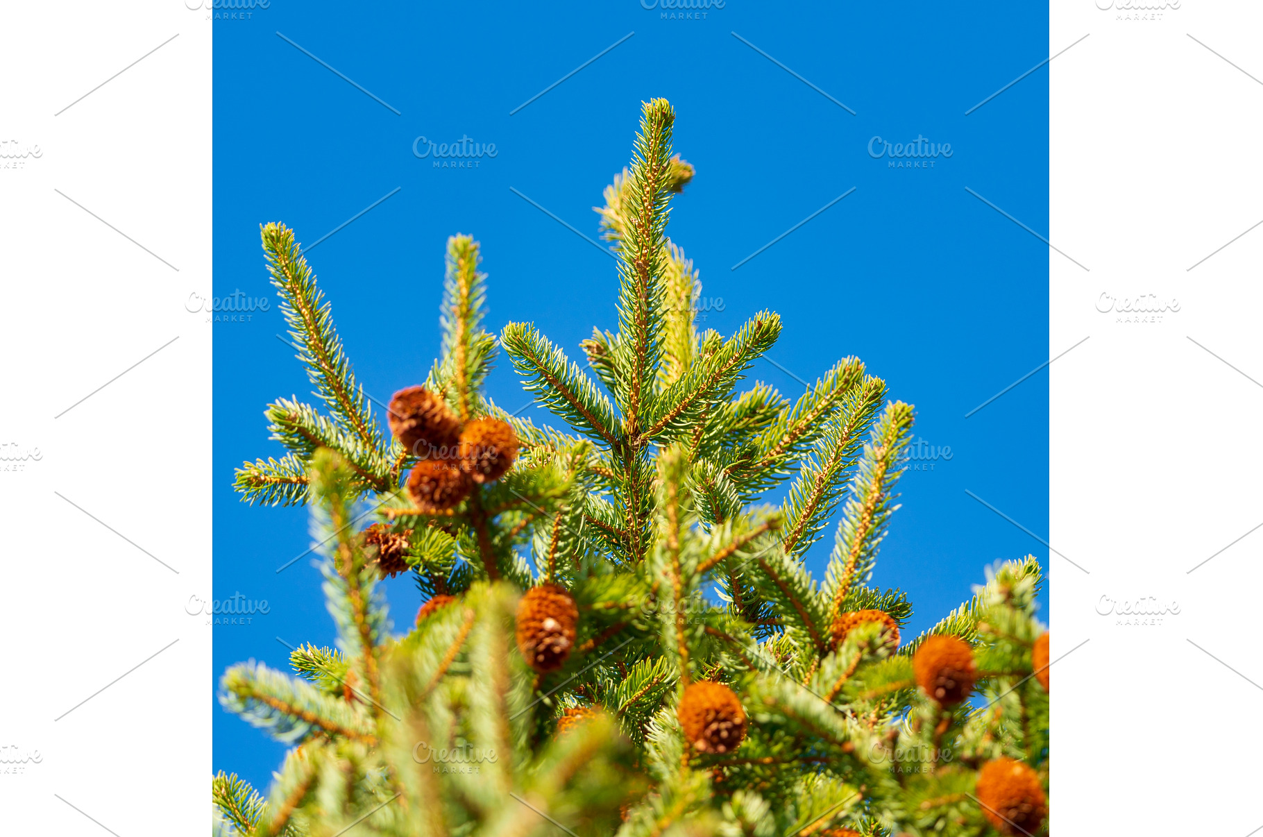 Green branches of fur tree or pine, a Nature Photo by Alexander-Piragis