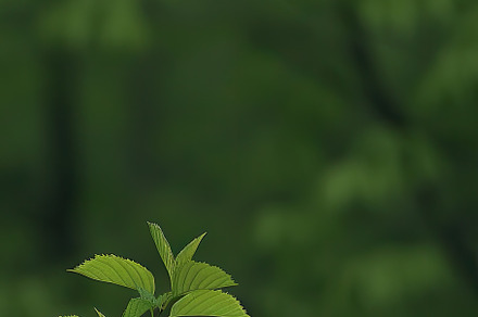Details of cool forest, a Nature Photo by Virgo Studio