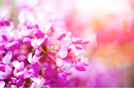 Macro of eastern redbud tree's blooming judas tree cercis siliquastrum, a Nature Photo by Enjoy Photo