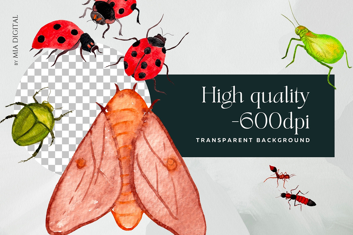 Watercolor Insects, Biological Set, an Illustration by Mia Digital (Photo 5 of 5)
