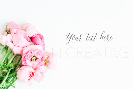 Ranunculus Stock Photography No.3