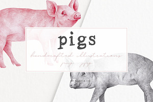 Hand drawn Illustrations Pigs