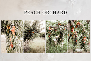 Peach Orchard