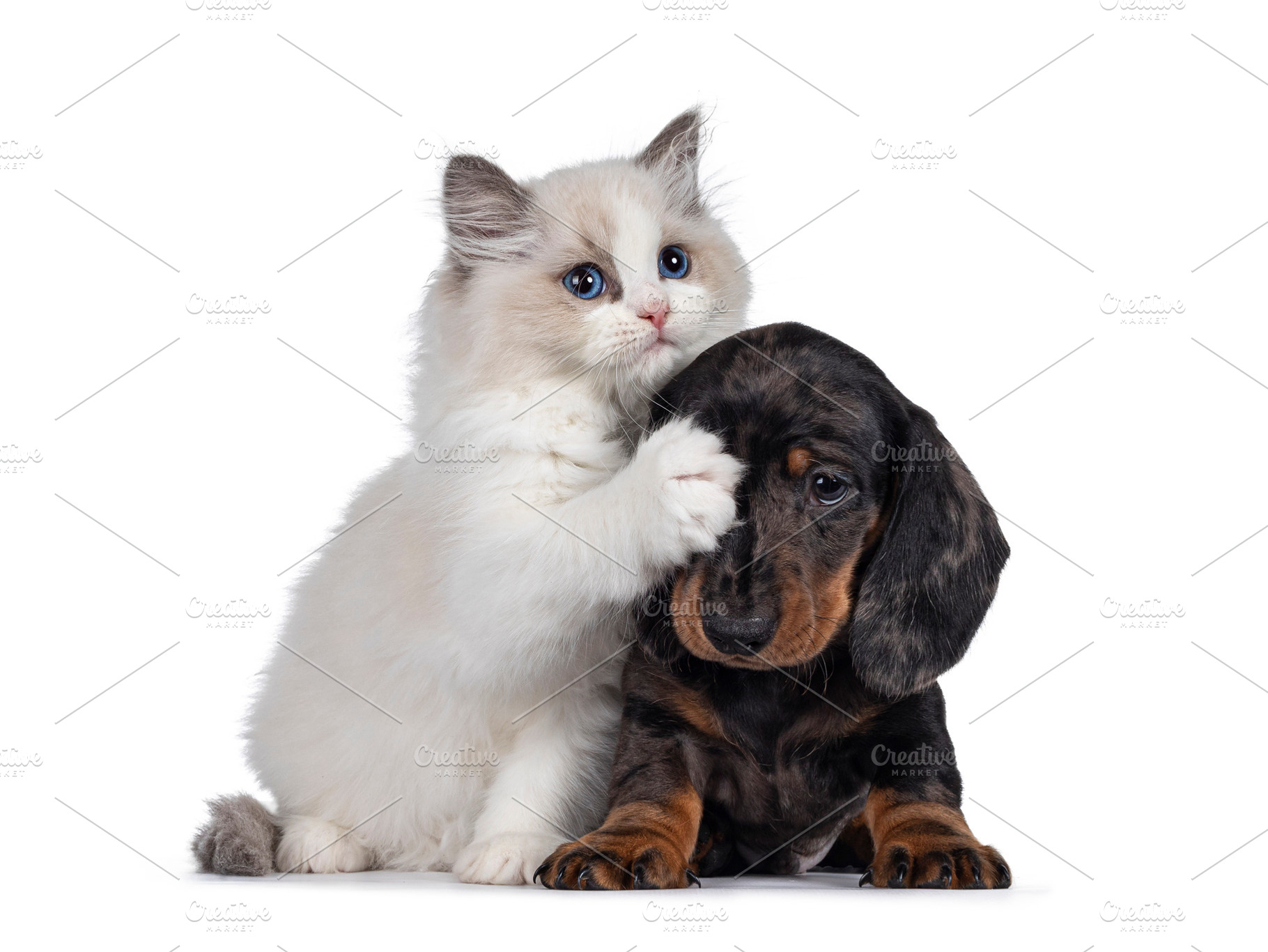 Ragdoll kitten and Dachshund pup on white, an Animal Photo by Cat'chy Images by Nynke