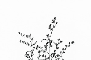 Dry Flowers Line Art Illustration