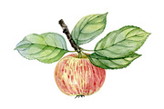Apples, a Food Illustration by Watercolor life (Thumbnail 3 of 3)