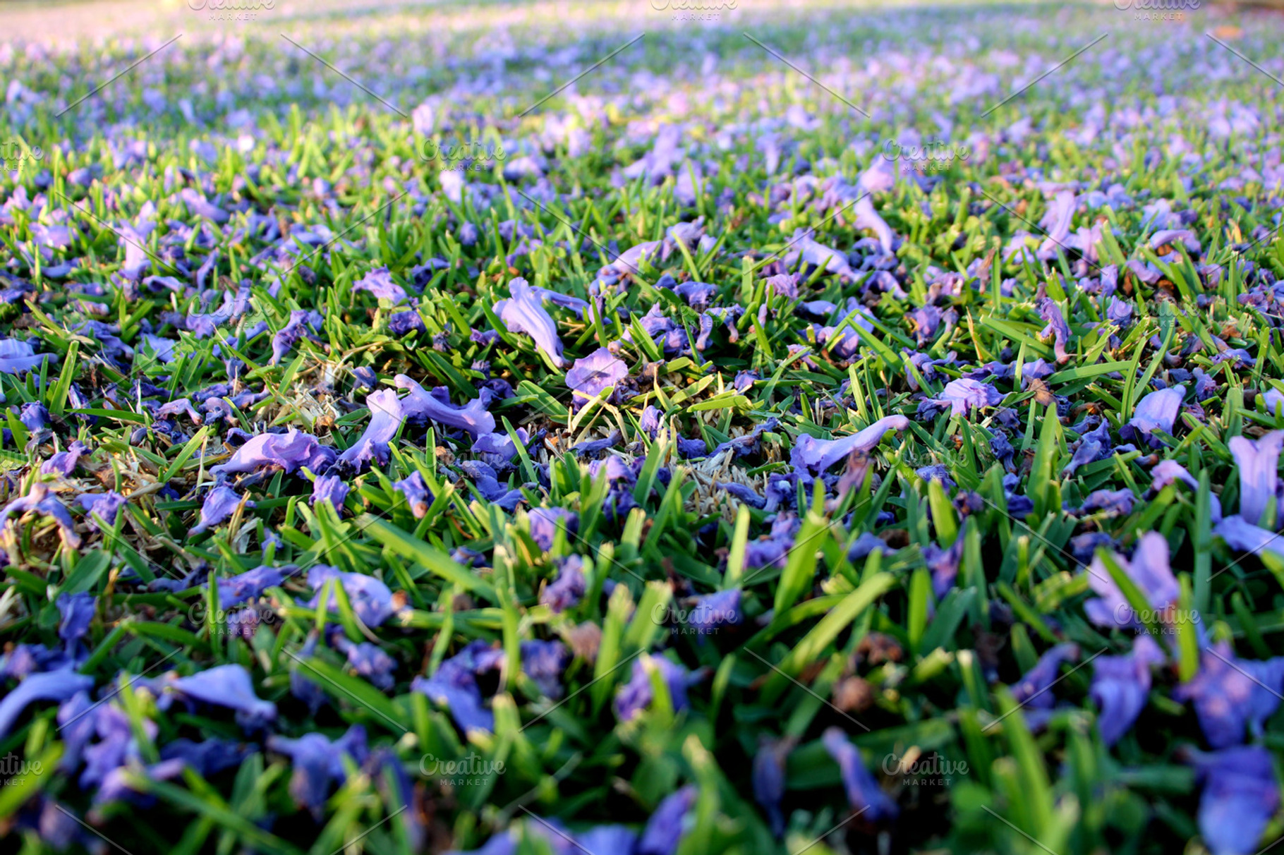 Fallen Blossoms