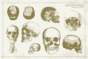 100+ Vintage Anatomy Vectors, a Healthcare Illustration by Shizzle Stock (Thumbnail 20 of 20)
